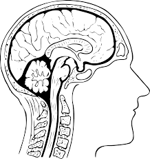 O Cérebro – como um organismo vivo